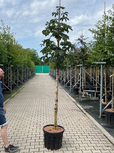 Gefülltblühende Rosskastanie Aesculus hippocastanum 'Baumannii' Hochstamm 12-14 StU im Container, junger Baum mit Stamm und Krone