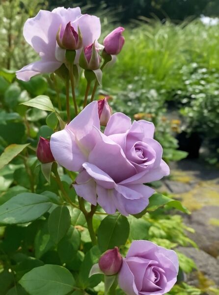 Rosa 'Novalis' (Beetrose): lavendelfarbene, gefüllte Blüten mit mehreren Knospen am Trieb und grünem Laub