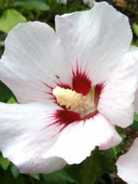 Hibiscus syriacus 'Melrose' / Garten-Eibisch 'Melrose' / Strauch-Eibisch 'Melrose'