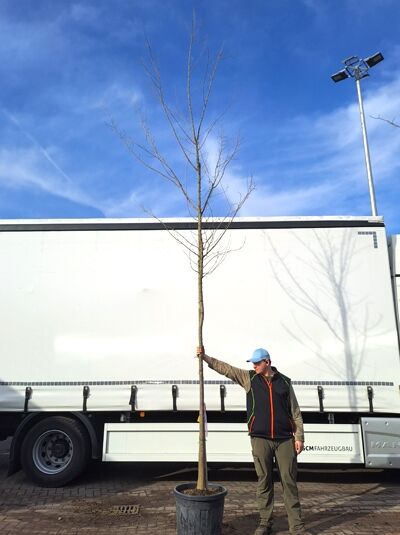 Acer buergerianum ssp. ningpoense (Dreispitz-Ahorn) Hochstamm 12-14 StU im Container, laubloser Baum mit geradem Stamm und Krone.