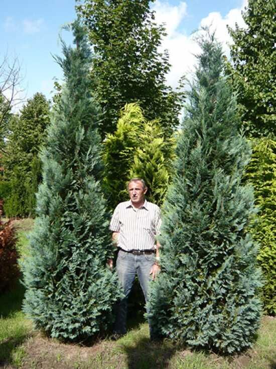 Blaue Scheinzypresse 'Columnaris' - Chamaecyparis lawsoniana 'Columnaris'