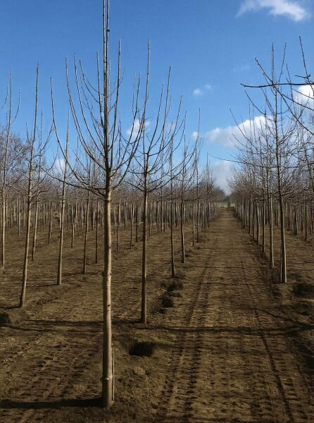 Apfel „Jonagold“ (Malus domestica 'Jonagold') Hochstamm, 16–18 StU, im Feld stehend, unbelaubt mit verzweigter Krone.