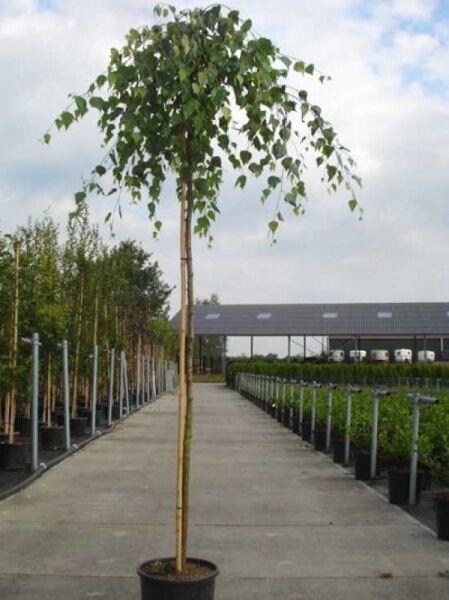 Trauer-Birke 'Youngii' (Betula pendula 'Youngii') 225 cm Stamm, 8–10 StU, im Container mit hängender Krone und grünen Blättern.