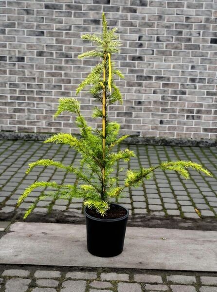 Gelbe Himalaja-Zeder (Cedrus deodara 'Aurea') 60-80 cm C7, junger Nadelbaum im schwarzen Pflanztopf mit gelbgrünen Nadeln.