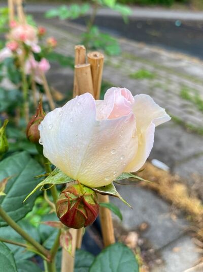 Rosa 'Uetersener Klosterrose' / Kletterrose 'Uetersener Klosterrose' mit zartrosa Blüte, Knospen und grünen Blättern nah aufgenommen