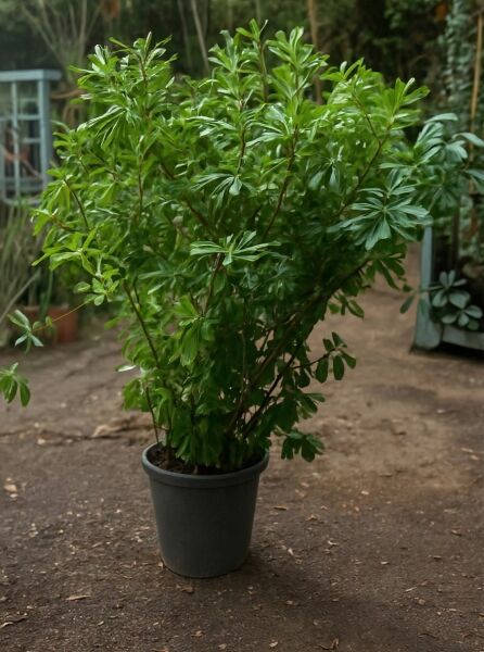 Pittosporum tobira (Chinesischer Klebsame) 125-150 cm im Topf C35, buschiger Strauch mit glänzend grünen Blättern