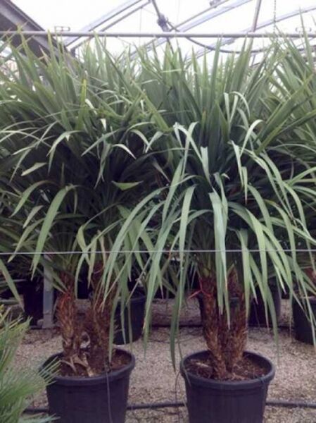 Mehrstämmige Cordyline australis (Keulenlilie) 200–250 cm im Topf C160, mit langen, schmalen, überhängenden Blättern.