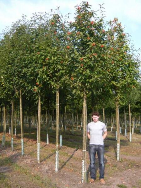 Sorbus aucuparia 'Edulis' / Mährische Eberesche / Essbare Eberesche