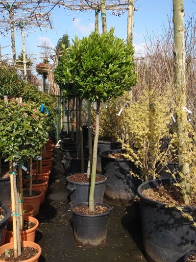 Laurus nobilis „Kugel auf Stamm“, Echter Küchenlorbeer als Hochstamm mit kugelförmiger Krone im Topf (C20)