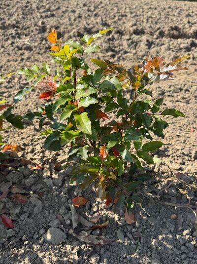Mahonia aquifolium 'Smaragd' / Mahonie 'Smaragd', junger Strauch mit glänzendem, gezähntem Laub und rötlichem Austrieb