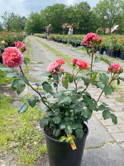 Rosa 'Mary Ann' / Edelrose 'Mary Ann' C5, Rosenstrauch im schwarzen Topf mit mehreren pinkfarbenen Blüten und grünen Blättern