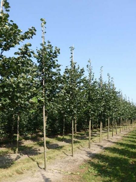 Tilia europaea 'Euchlora' / Krim-Linde