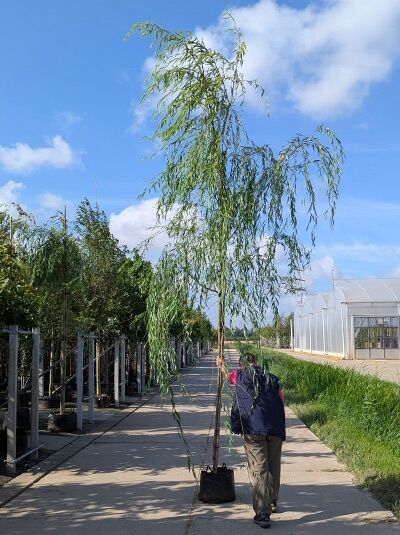 Salix babylonica / Babylonische Trauer-Weide (Tränen-Weide) Hochstamm 16-18 StU im Container mit überhängenden Zweigen