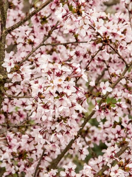 Geschlitzte Kirsche &#039;Cunera&#039; / Prunus incisa &#039;Cunera&#039;