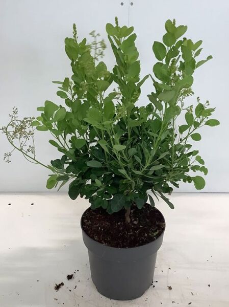 Perückenstrauch „Young Lady“ (Cotinus coggygria 'Young Lady®') 60–80 cm, C10, grünes Laub im schwarzen Pflanztopf.