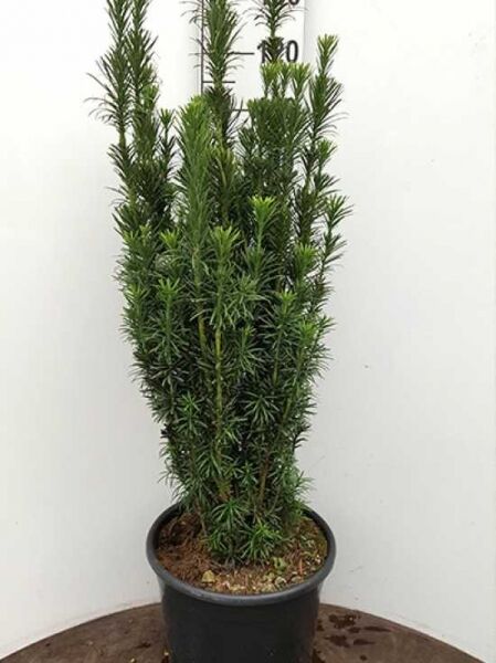 Säulenkopf-Eibe / Säulenkopf-Eibe