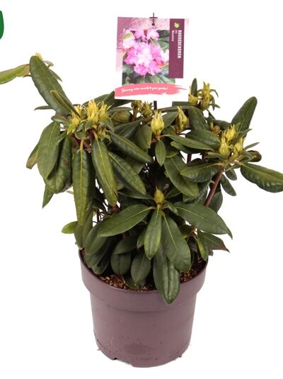 Rhododendron 'Blurettia' / Rhododendron yakushimanum 'Blurettia'