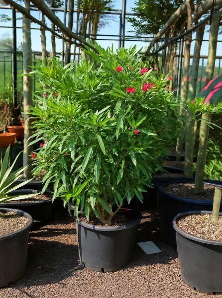 Nerium oleander (Oleander/Rosenlorbeer) 125-150 cm C35, Strauch im Topf mit schmalen Blättern und rosaroten Blüten