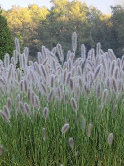 Lampenputzergras &#039;Herbstzauber&#039; / Pennisetum alopecuroides &#039;Herbstzauber&#039;