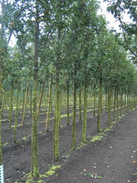 Prunus x hillieri 'Spire' / Zierkirsche 'Spire' Hochstamm 18-20 StU, Bäume in Reihen auf dem Feld mit Laubkrone