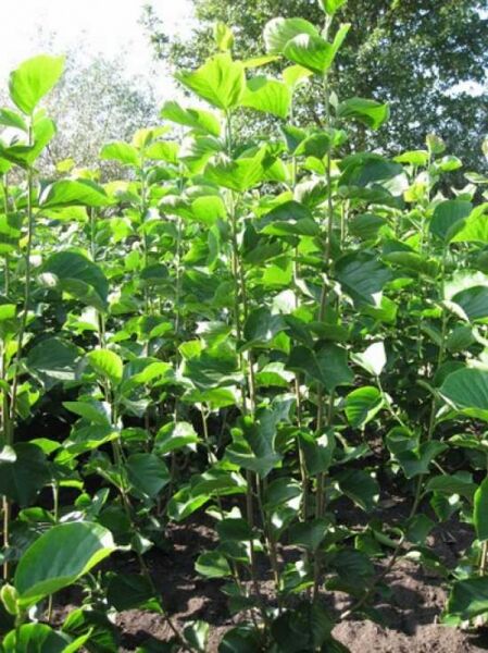 Magnolia denudata 'Double Diamond' / Yulan-Magnolie 'Double Diamond', 150–175 cm m. B., junge Pflanze mit grünen Blättern im Feldbestand