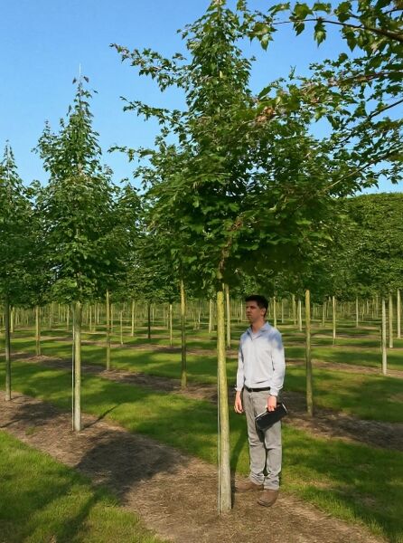 Rotstieliger Schlangenhaut-Ahorn (Acer capillipes) Hochstamm 25–30 StU mit Db., Baum mit grünem Laub im Feldanbau.