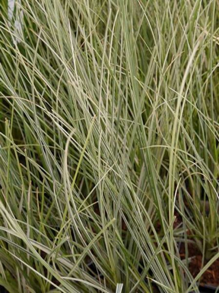 Mini-Silberpampas / Mini-Silberpampas