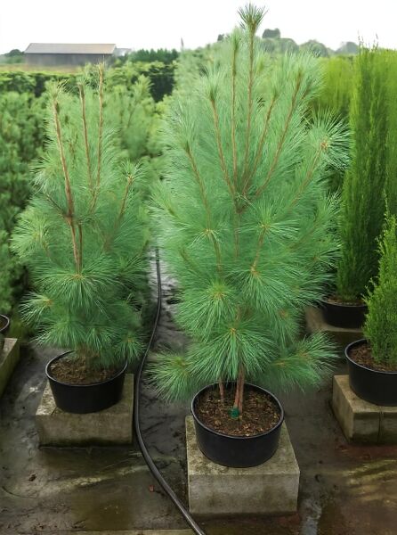 Pinus strobus 'Fastigiata' (Säulen-Weymouths-Kiefer), 125–150 cm, im Container C30 mit langen, grünen Nadeln
