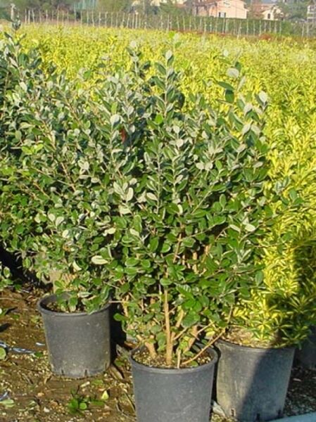 Brasilianische Guave / Ananas-Guave / Brasilianische Guave / Ananas-Guave