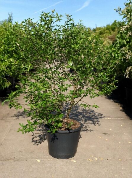 Viburnum burkwoodii (Oster-Schneeball, Duft-Schneeball) 175-200 cm im Container C70, buschiger Strauch mit grünem Laub.