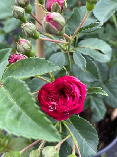 Rosa 'Chevy Chase' / Kletterrose 'Chevy Chase' mit dunkelroter Blüte und mehreren Knospen, grünes Laub am Trieb