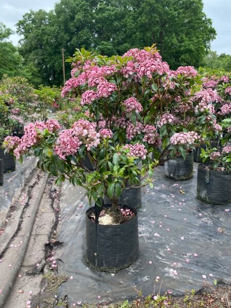 Kalmia latifolia 'Bandeau' / Lorbeerrose 'Bandeau', Solitär im Topf, ca. 70–80 cm hoch, mit rosa Blütendolden.