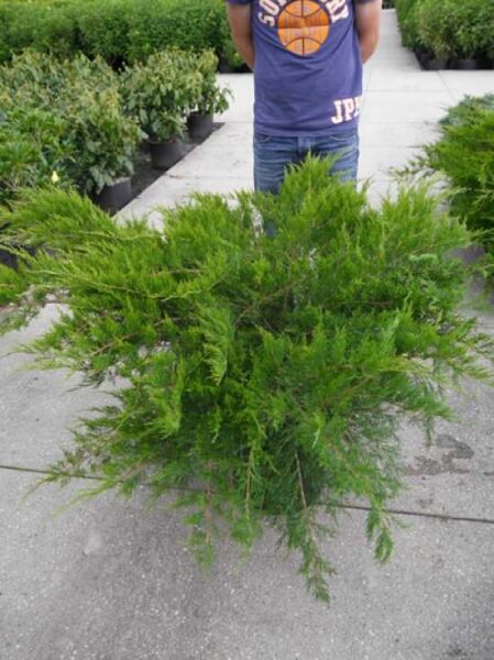 Juniperus pfitzeriana 'Mint Julep' / Grüner Pfitzer-Strauch-Wacholder 'Mint Julep' 80-100 cm (breit) C20, grüner Strauchwacholder in Container
