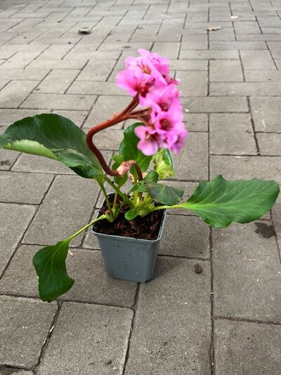 Bergenie, Riesensteinbrech 'Herbstblüte' - Bergenia cordifolia 'Herbstblüte'