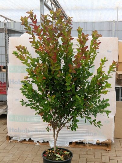Säulenförmige Felsenbirne Amelanchier canadensis 'Rainbow Pillar', mehrtriebiger Strauch mit grün- bis rötlichem Laub, 150–175 cm, C20.
