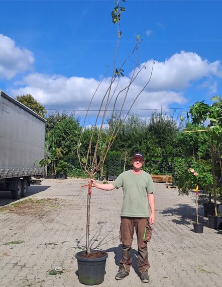 Prunus domestica 'Königin Victoria' / Pflaume 'Königin Victoria' Halbstamm 12-14 StU im Container, junger Baum mit verzweigter Krone