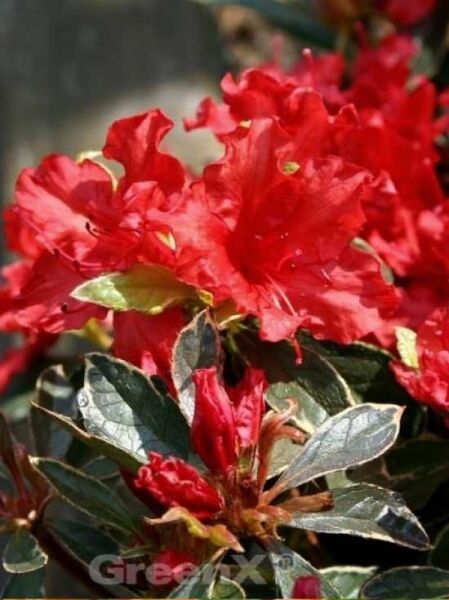 Rhododendron obtusum 'Hot Shot Variegata' / Japanische Azalee 'Hot Shot Variegata'
