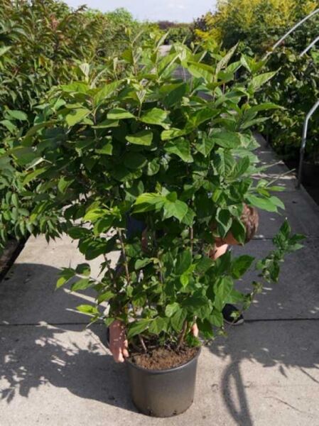 Echter Gewürzstrauch / Karolina-Nelkenpfeffer / Echter Gewürzstrauch / Karolina-Nelkenpfeffer