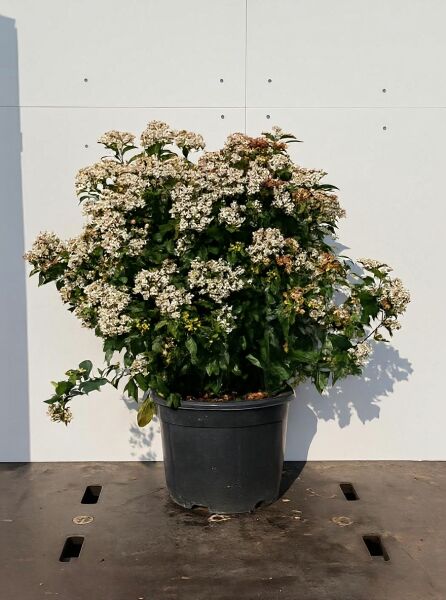 Viburnum tinus / Mittelmeer-Schneeball 60-80 cm C10, buschiger Strauch im Topf mit dunkelgrünem Laub und weißen Blütenständen.
