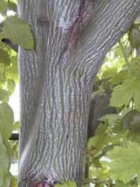 Acer davidii / Davids Schlangenhaut-Ahorn / Davids-Ahorn / Chinesische Ahorn