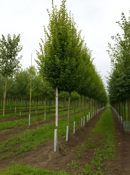 Säulen-Hainbuche 'Frans Fontaine' (Carpinus betulus) Hochstamm, aufrechter säulenförmiger Kronenaufbau mit grünem Laub.