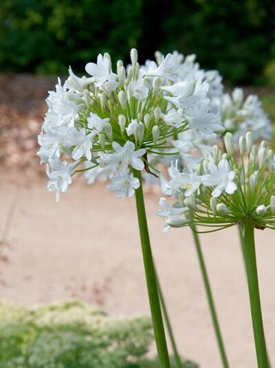 Schmucklilie 'Duivenbrugge White' / Agapanthus africanus 'Duivenbrugge White'