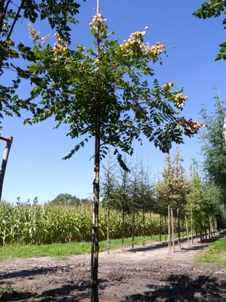 Koelreuteria paniculata (Blasenesche) Hochstamm 10-12 StU mit Drahtballen, junger Baum mit Krone und Laub auf Baumschulfläche