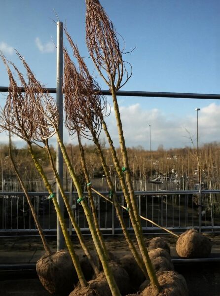 Feld-Ahorn Acer campestre 'Queen Elizabeth', Hochstamm 16-18 StU, mit Drahtballen, mehrere Bäume mit Wurzelballen im Bund.
