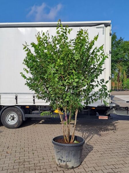 Zelkova serrata, Japanische Zelkove, Keakibaum mehrstämmig 200-250 cm im Container, Laubbaum mit dichter Krone