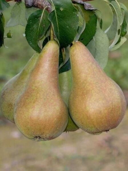 Birne 'Concorde' / Birne 'Concorde'