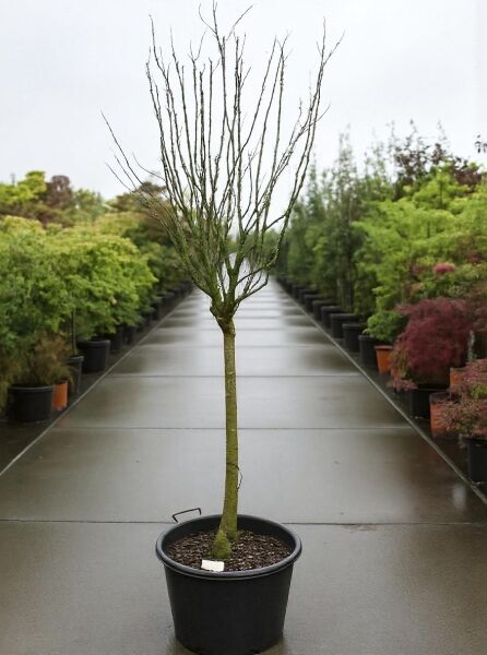 Garten-Eibisch (Hibiscus syriacus) 'Totus Albus' als Hochstamm, 80 cm Stamm, im Container C20, unbelaubter Strauch.