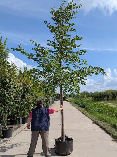 Winter-Linde / Winter-Linde