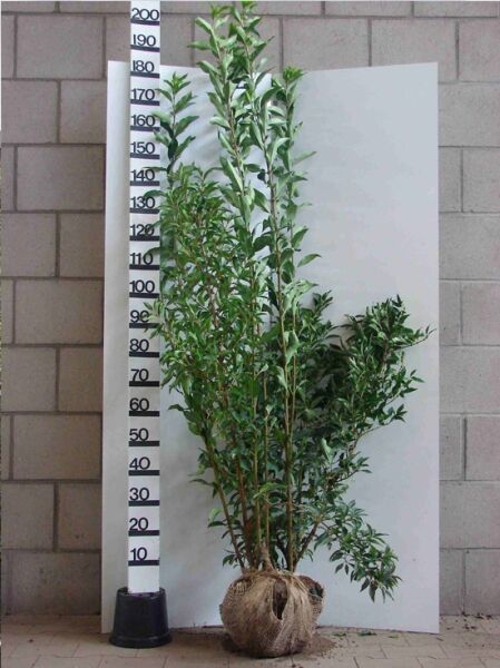 Forsythie 'Lynwood' (Forsythia intermedia 'Lynwood') 175-200 cm m. B., mehrtriebiger Strauch mit grünem Laub, Wurzelballen im Jutegewebe