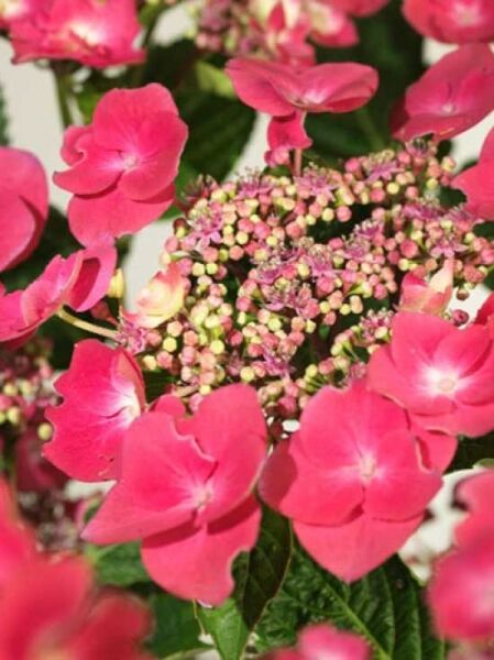 Teller-Hortensie 'Buchfink' / Hydrangea macrophylla 'Buchfink'